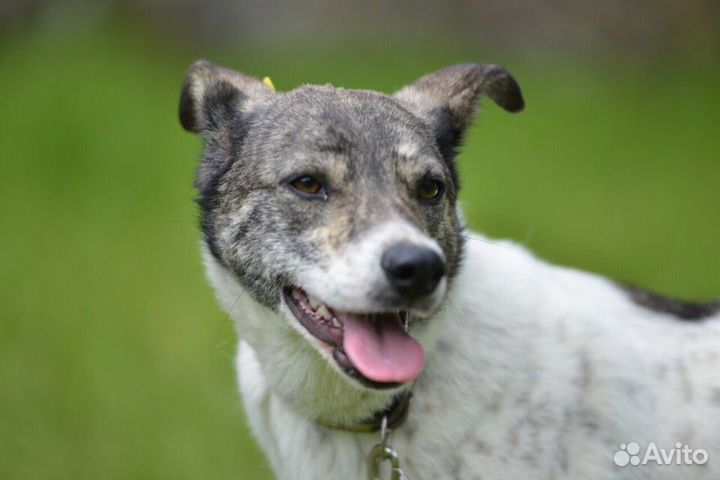 Собака из приюта нуждается в помощи