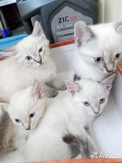 Отдам котят