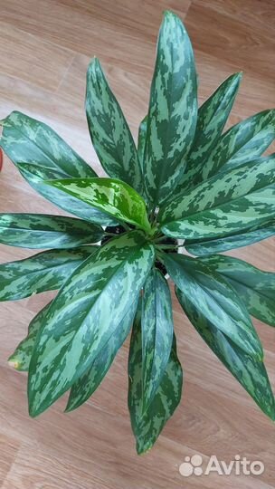 Аглаонема мария