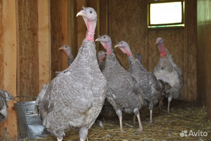 Индюшки годовалые и яйцо