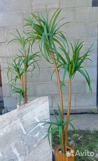 Пальма драцена