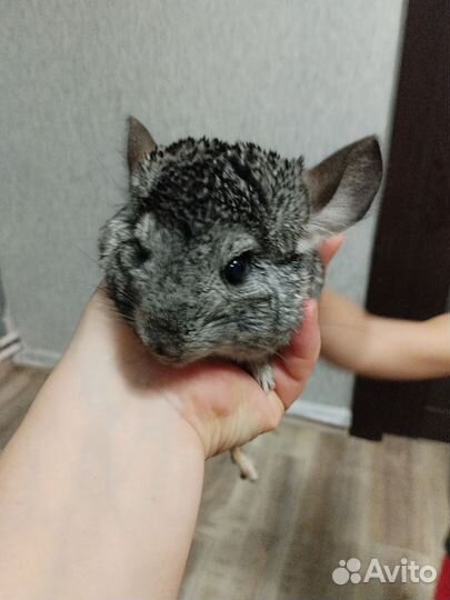 Шиншилла