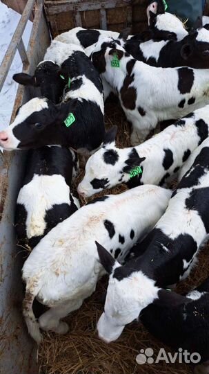 Телята бычки