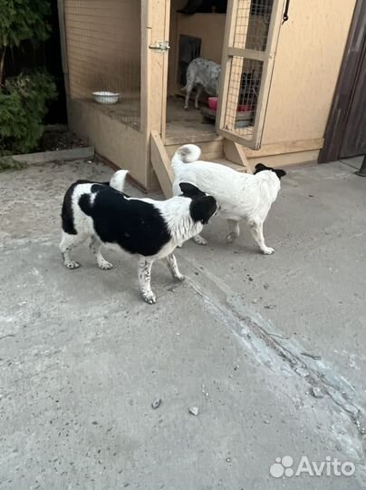 Щенки 5мес девочка и мальчик в добрые руки