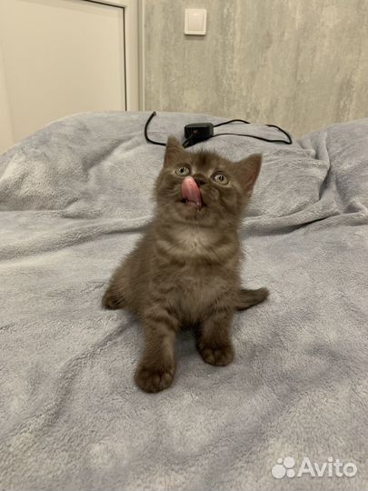 Шотландская кошечка