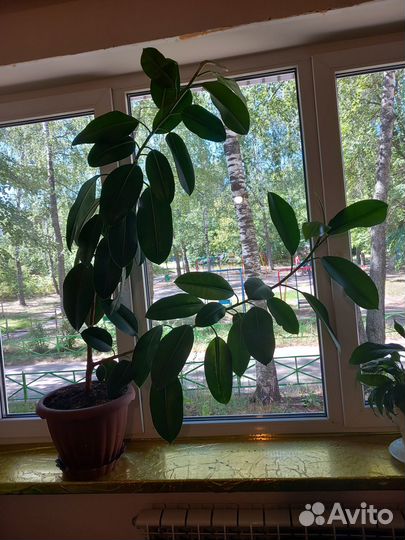 Комнатные растения фикус