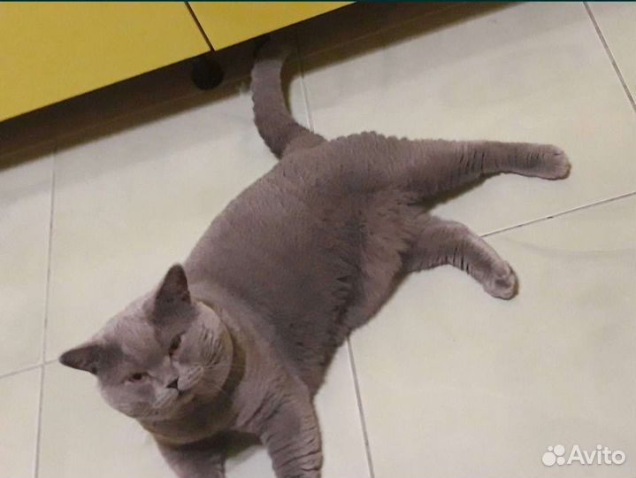 Шотландские вислоухие и прямоухие котята. Документ