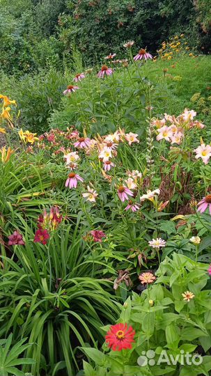 Лилейники сортовые