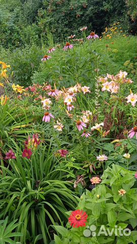 Лилейники сортовые