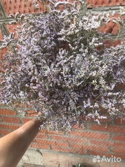 Сухоцветы Лимониум