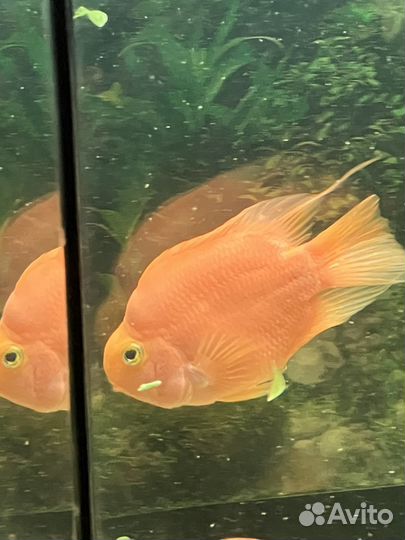 Аквариумная рыбка Тригибридный попугай