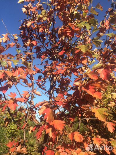 Саженцы декоративного дерева рябины