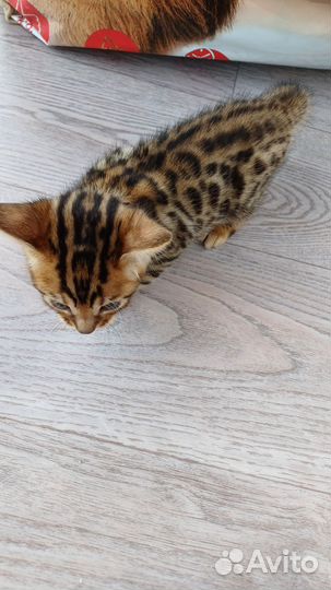 Бенгальские котята