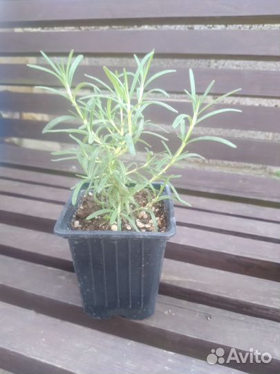 Рассада ароматных трав