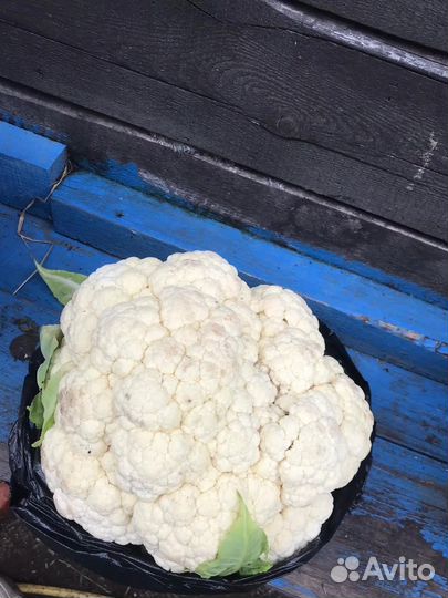 Цветная капуста свежая