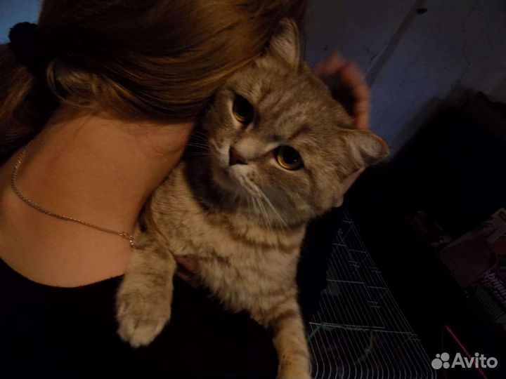 Кошка в дар