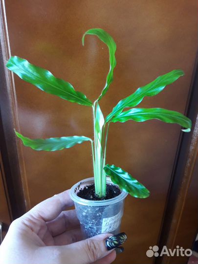 Калатея, крестовник и др