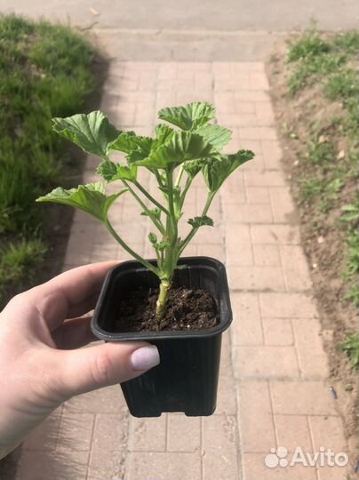 Пеларгония герань королевская