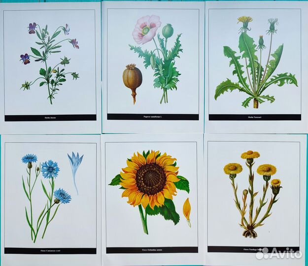 Ботанические иллюстрации грибы, растения