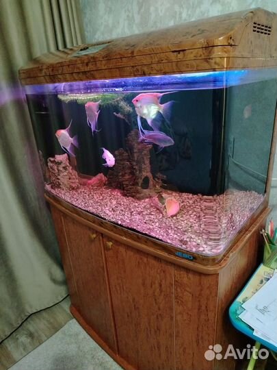 Аквариум jebo панорамный