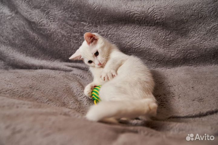 Белый котенок в добрые руки