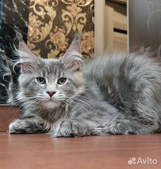 Котята мейн-кун