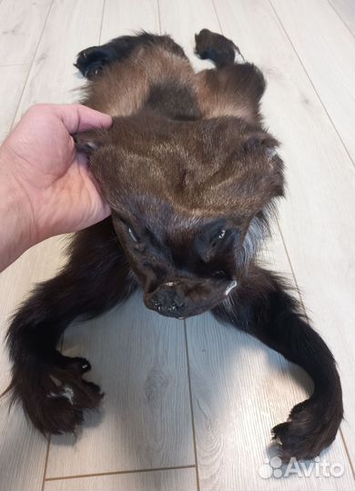 Шкура росомахи целиковая