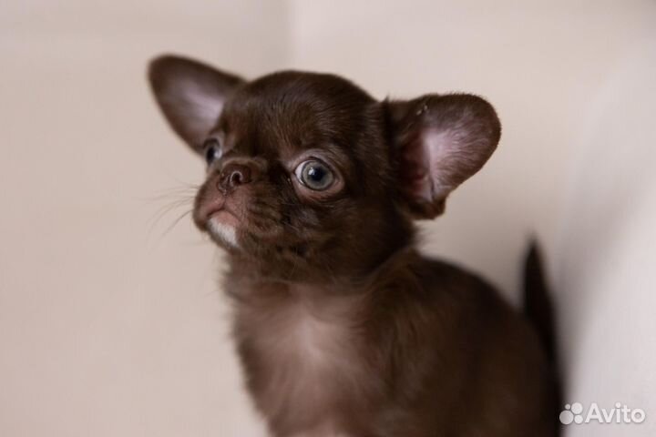 Чихуахуа шоколадный