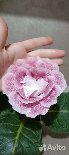 Глоксинии детки