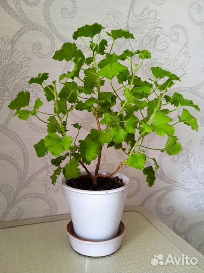 Герань в горшке