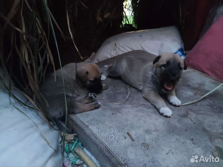 Щенки бесплатно