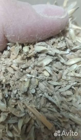 Продажа зерно отходов из пшеницы