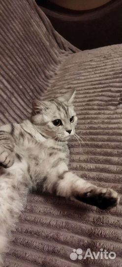 Отдадим кошку