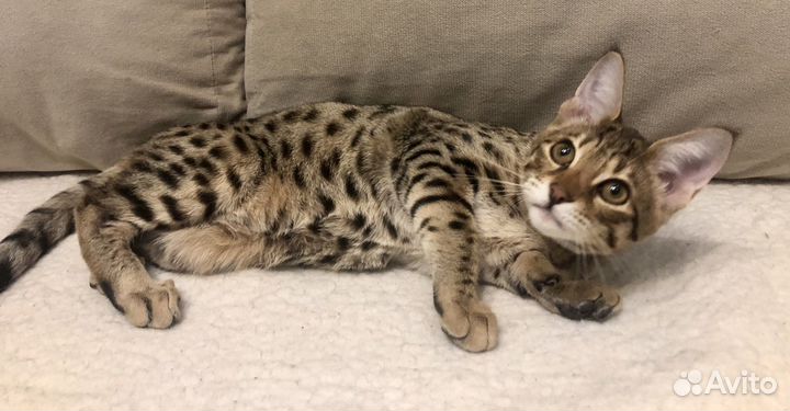 Котята саванна