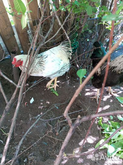 Молодые петухи