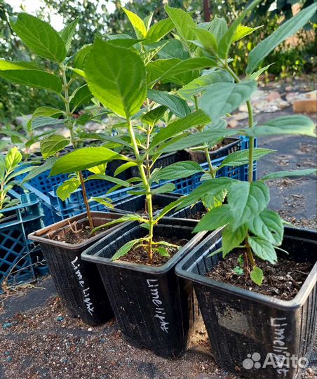 Гортензия метельчатая