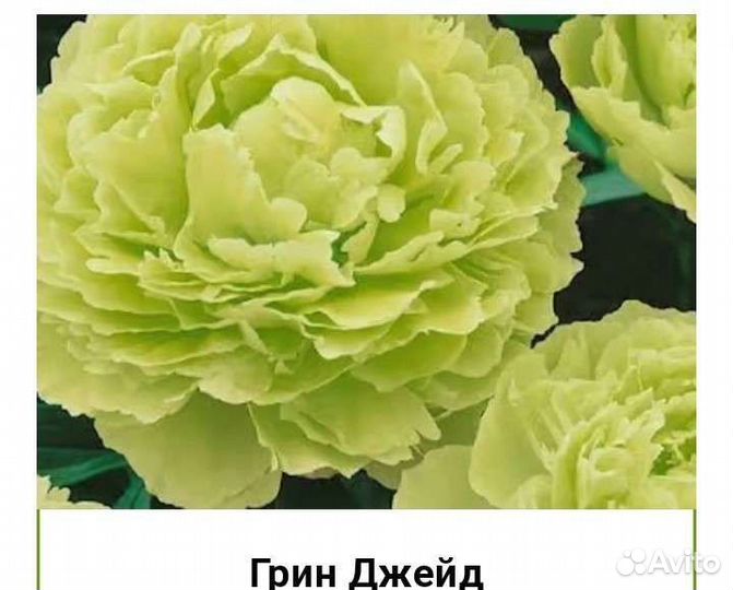 Пионы саженцы