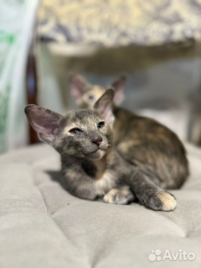 Ориентальные котята