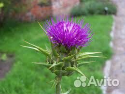 Азимина. Диоскорея. Унаби. Витекс. Расторопша