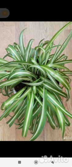 Хлорофитум Крупномер