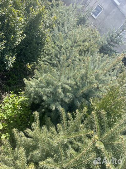 Голубые ели,Туи,Глобоза