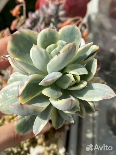 Суккуленты, вариегатные эхеверии