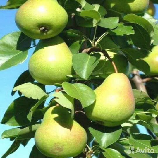 Колоновидные груши