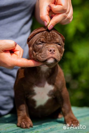 Шоколадный мальчик Булли 1,5 месяца