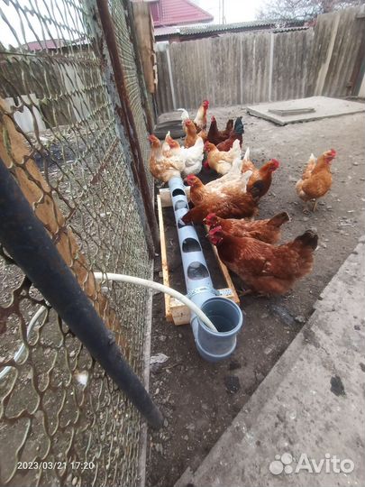 Цыплята несушки