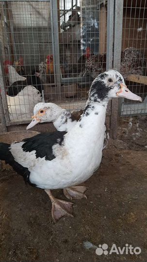 Утка мускусная, цесарка