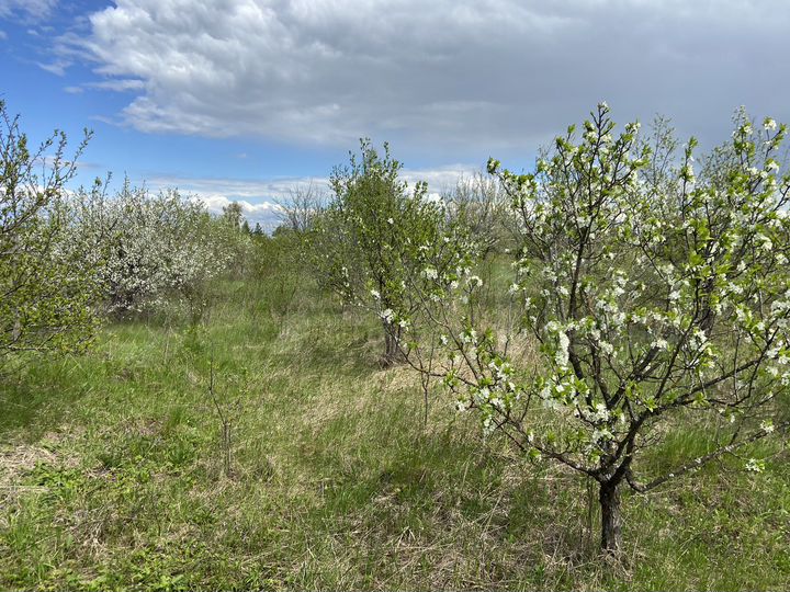 Участок 12 сот. (СНТ, ДНП)