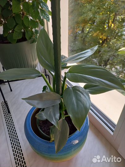 Филодендрон сильвер