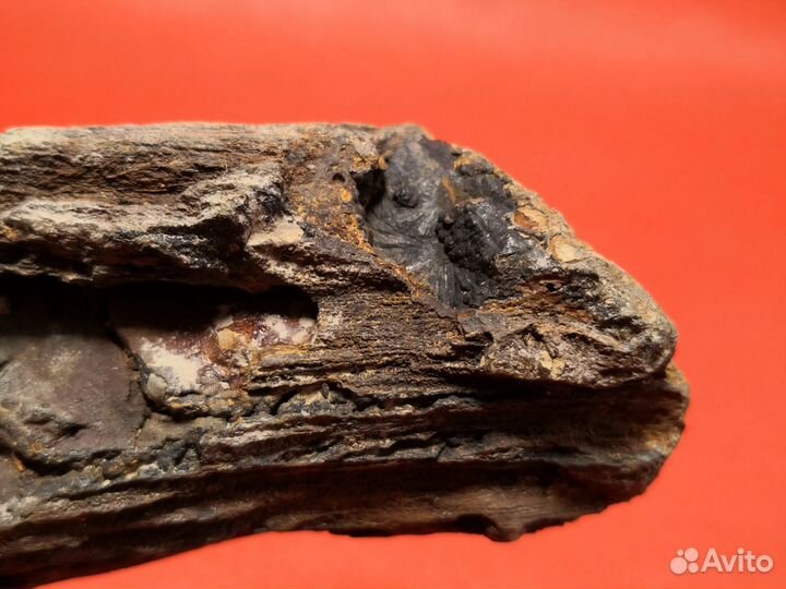 Окаменелое дерево. Окаменелость