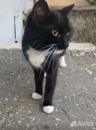 Кошка 8 мес в дар